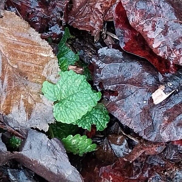 Balm (Melissa officinalis)