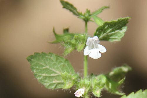Balm: Yer:Mardin/Melissa officinalis subsp. inodora