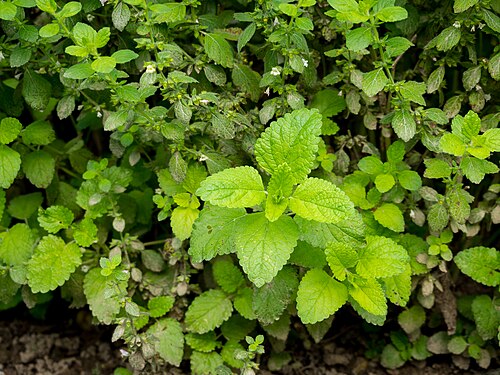 Balm: Zitronenmelisse, lat.: Melissa officinalis