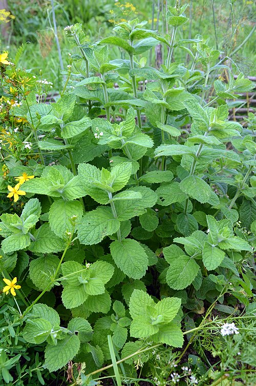 Balm: Melissa officinalis