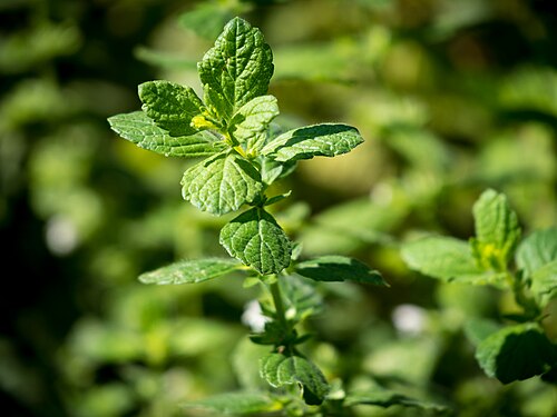 Balm: Zitronenmelisse, lat.: Melissa officinalis