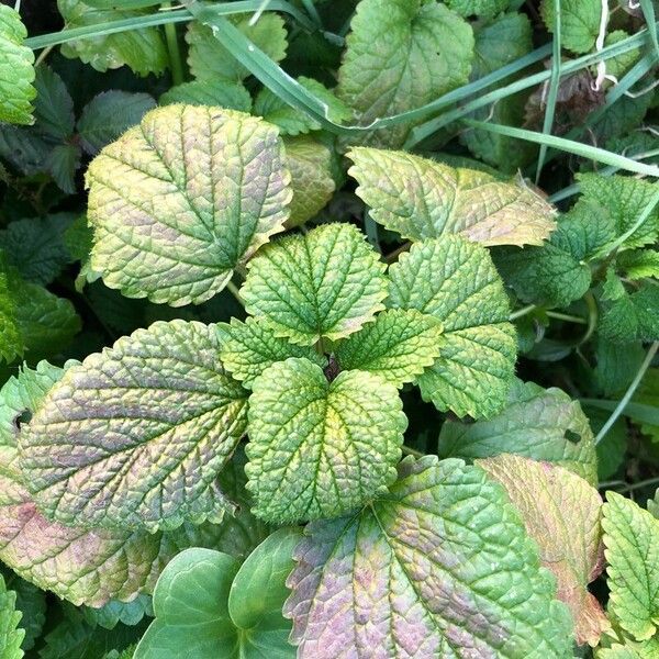 Balm (Melissa officinalis)