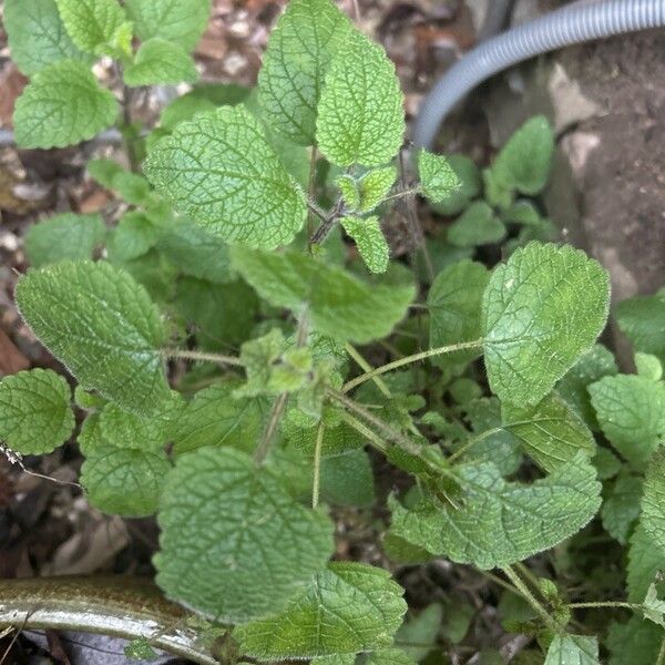 Balm (Melissa officinalis)