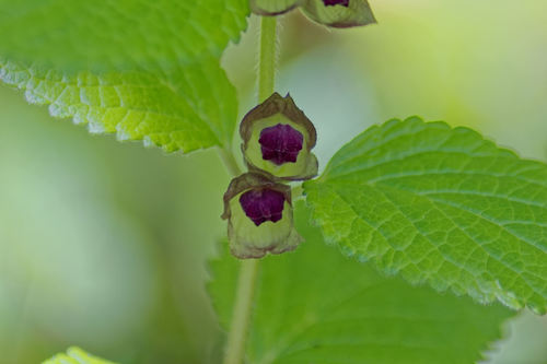Melittis melissophyllum (Melittis melissophyllum)