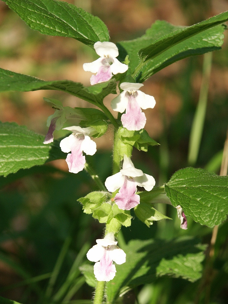 Melittis melissophyllum (Melittis melissophyllum)