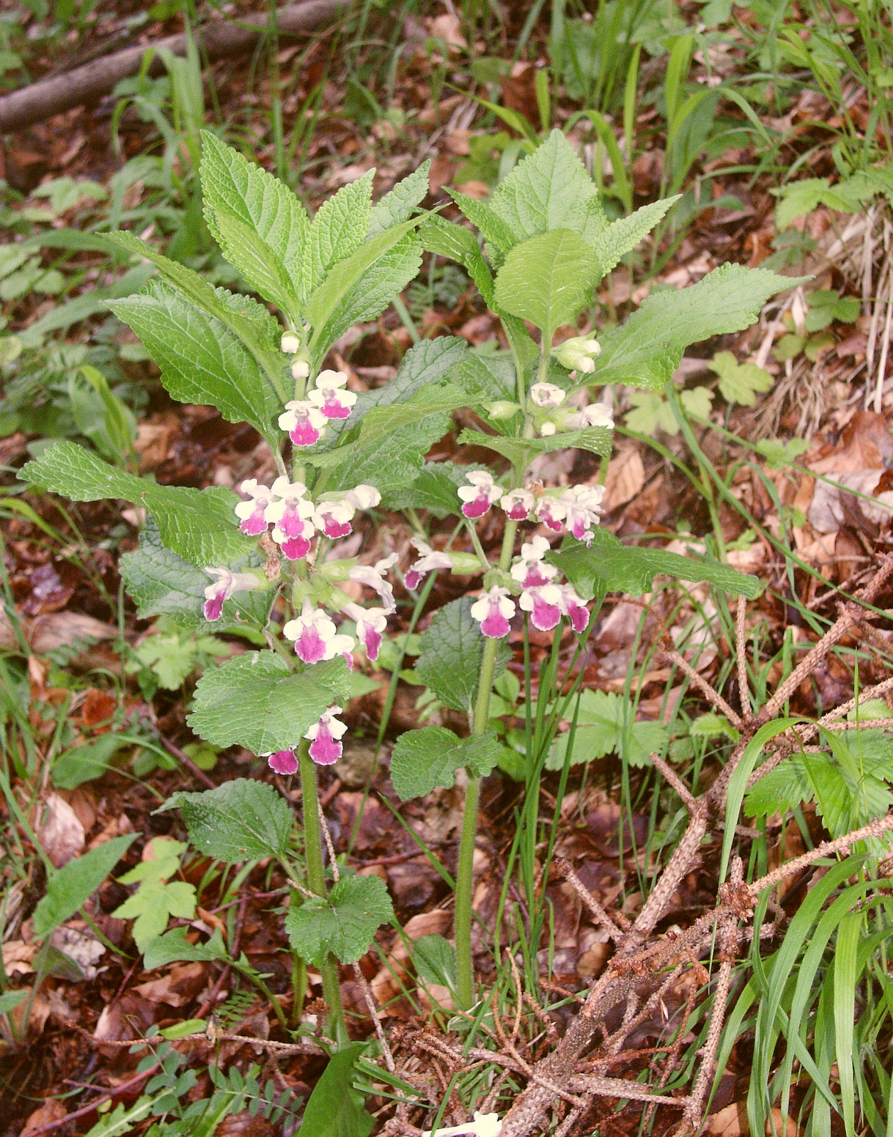 Melittis melissophyllum: Melittis melissophyllum , Schwäbisch-Fränkische Waldberge, Germany