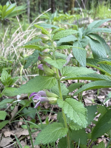 Melittis melissophyllum (Melittis melissophyllum)