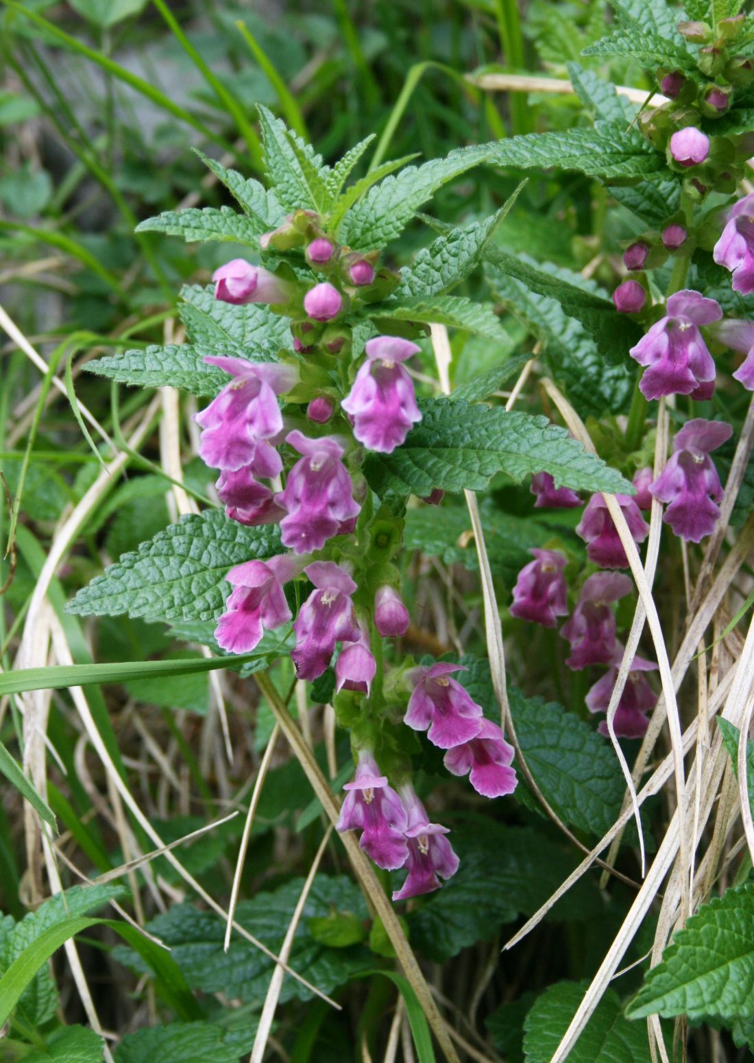 Melittis melissophyllum: Immenblatt ( Melittis melissophyllum ), Lippenblütler (Lamiaceae) - Italien/Italia/Italy: Toscana, Prov. Lucca, Parco Regionale delle Alpi Apuane, an der Straße