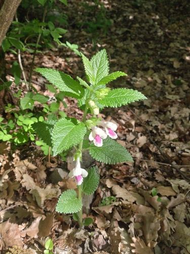 Melittis melissophyllum (Melittis melissophyllum)