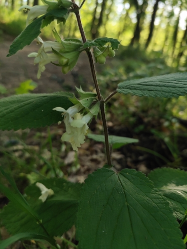 Melittis melissophyllum (Melittis melissophyllum)