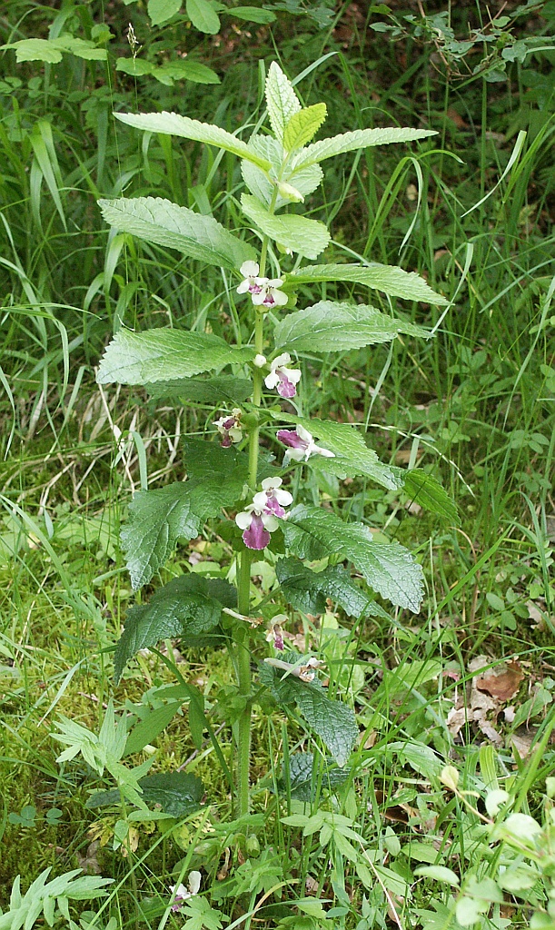 Melittis melissophyllum (Melittis melissophyllum)