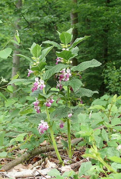Melittis melissophyllum: Melittis melissophyllum Deutschland - Schwäbisch-Fränkische Waldberge
