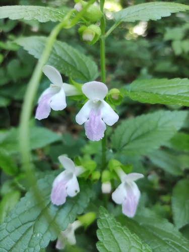 Melittis melissophyllum