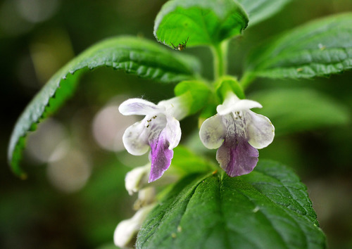 Melittis melissophyllum (Melittis melissophyllum)