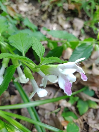 Melittis melissophyllum (Melittis melissophyllum)