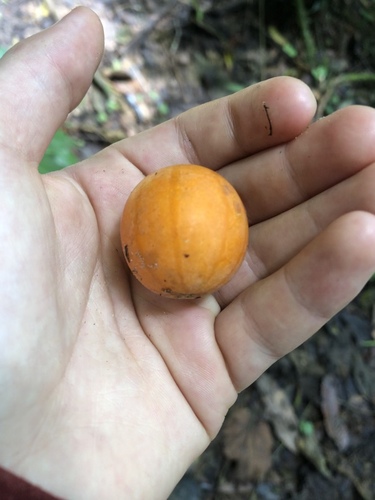 Melothria dulcis (Melothria dulcis)