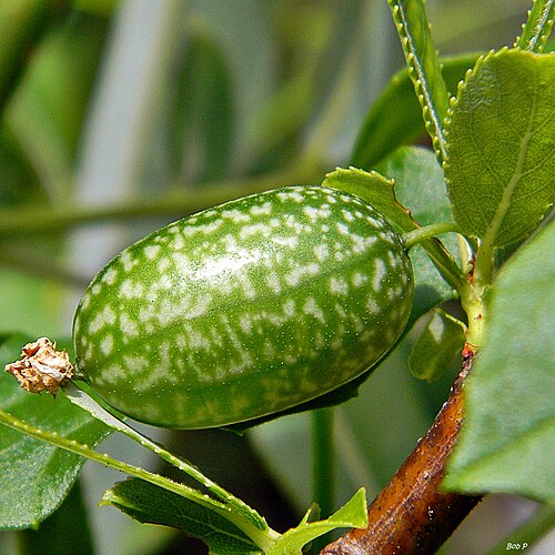 Guadeloupe cucumber: Please click on the flower photo below for the information on this species.