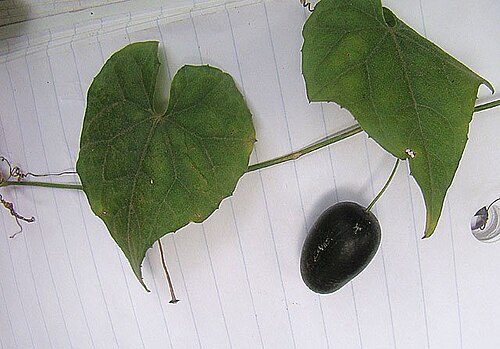 Guadeloupe cucumber: Dick Culbert: Melothria pendula is sometimes called the Creeping Cucumber, but it turns black when ripe. This vine is at home through the warmer parts of the Am