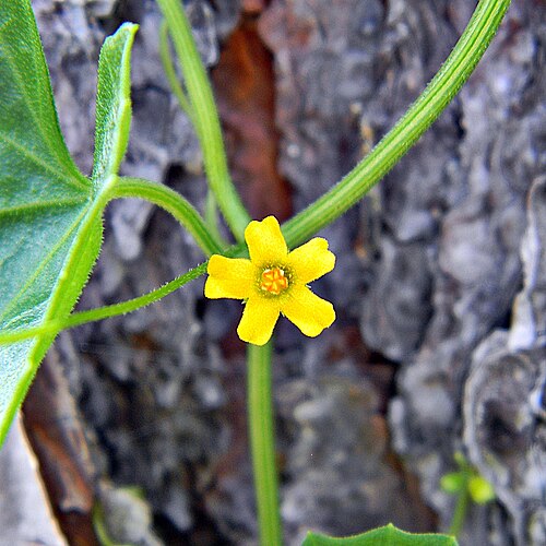 Guadeloupe cucumber: Creeping cucumber cautiously crawling up a pine tree at Sweetbay Natural area. I couldn't find one of the fruits to try. They are reportedly edible, tasty and c