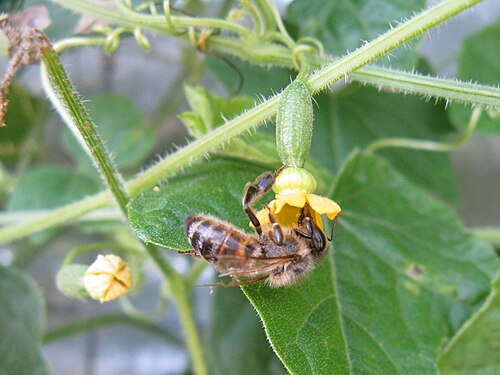 Melothria scabra: Female flower visited by a bee