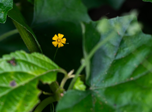 Melothria scabra (Melothria scabra)