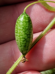 Melothria scabra (Melothria scabra)