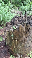 Melothria scabra (Melothria scabra)