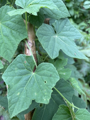 Melothria scabra (Melothria scabra)
