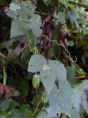Melothria scabra (Melothria scabra)