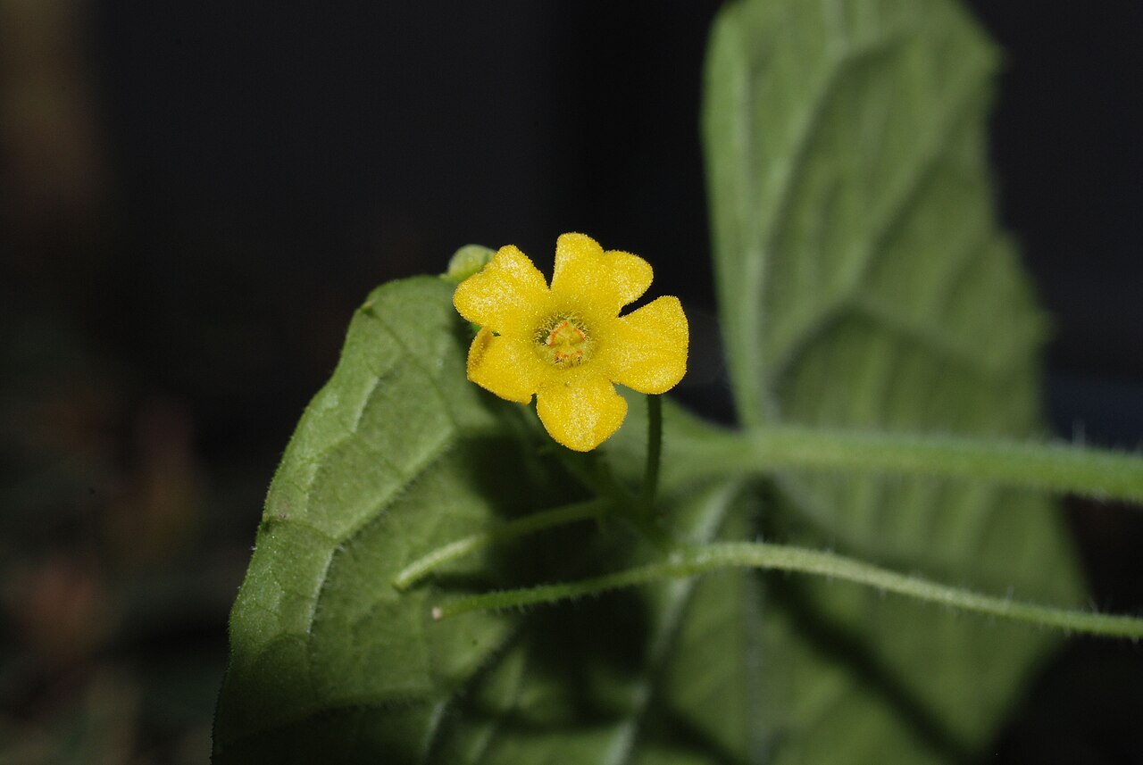Melothria scabra: Florescence of Melothria scabra