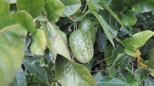 Melothria trilobata (Melothria trilobata)