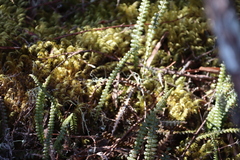 Melpomene flabelliformis (Melpomene flabelliformis)