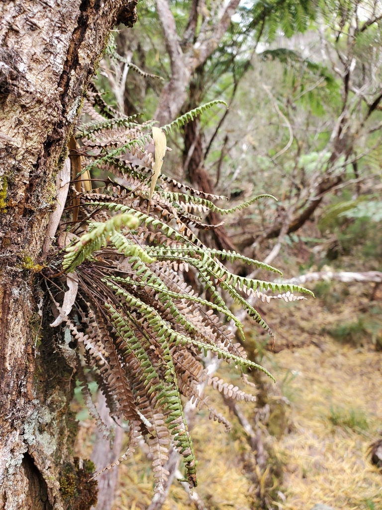 Melpomene flabelliformis (Melpomene flabelliformis)