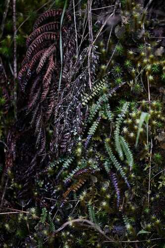 Melpomene flabelliformis (Melpomene flabelliformis)