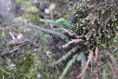 Melpomene flabelliformis (Melpomene flabelliformis)