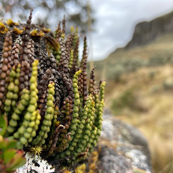 Melpomene moniliformis (Melpomene moniliformis)