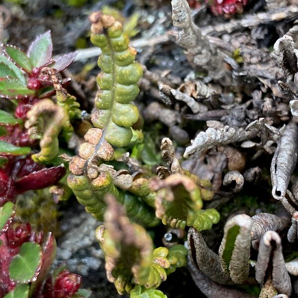 Melpomene moniliformis (Melpomene moniliformis)