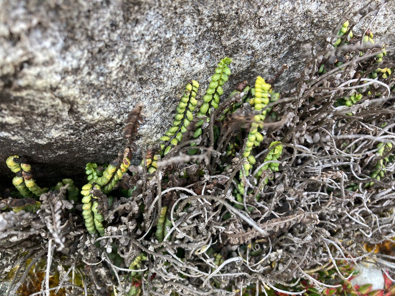 Melpomene moniliformis (Melpomene moniliformis)