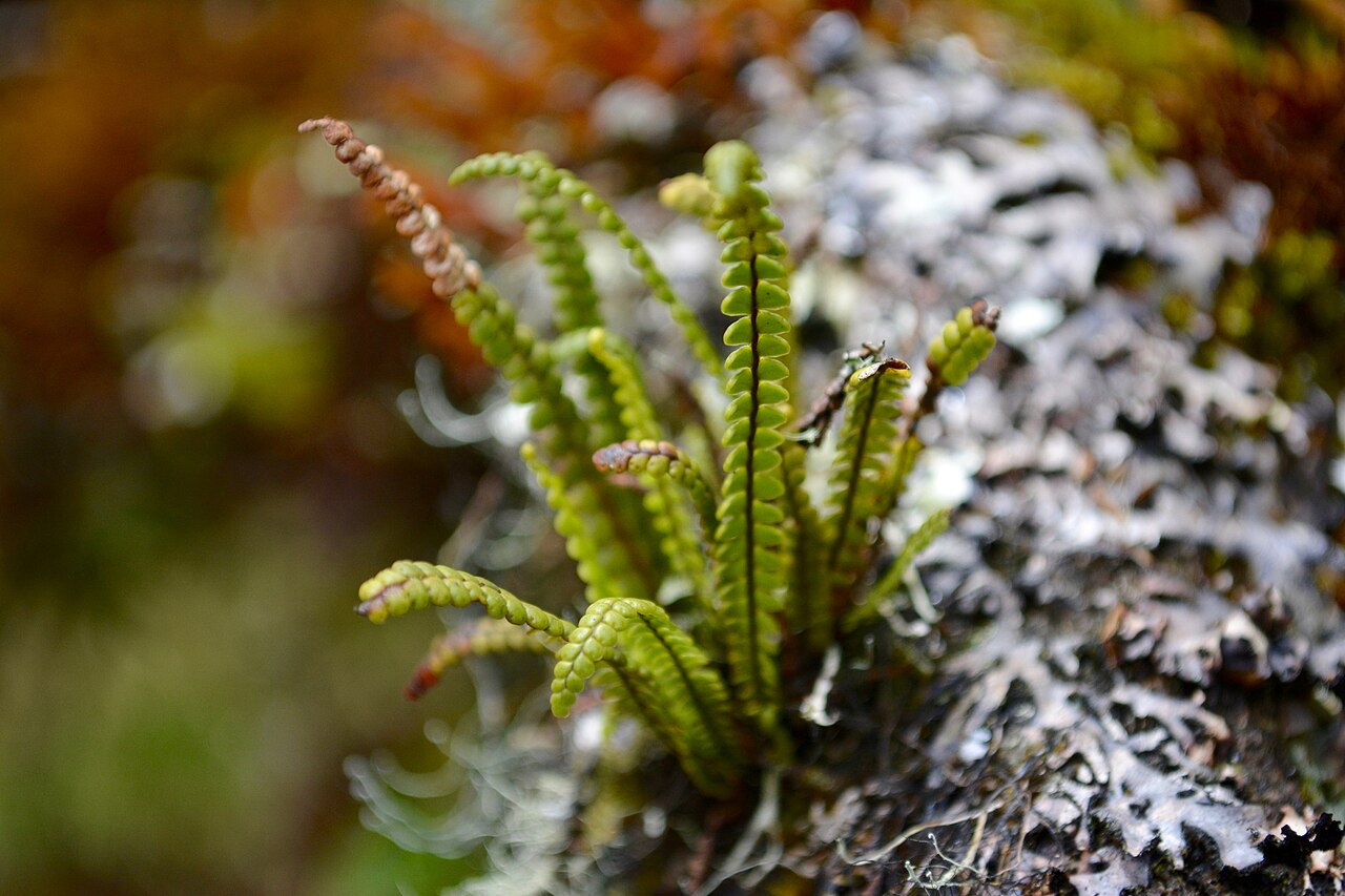 Melpomene moniliformis: Melpomene moniliformis. Species of plant.