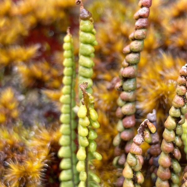 Melpomene moniliformis (Melpomene moniliformis)