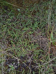 Melpomene peruviana (Melpomene peruviana)