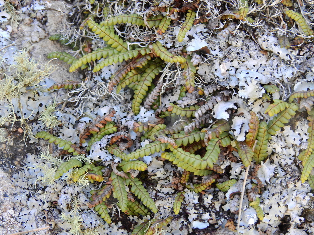Melpomene peruviana (Melpomene peruviana)