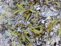 Melpomene peruviana (Melpomene peruviana)