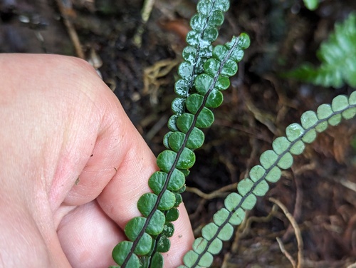 Melpomene wolfii (Melpomene wolfii)