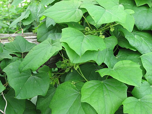 Common moonseed: Nom français : ménisperme du Canada. Nom anglais : Canada moonseed. Tige, feuilles et jeune inflorescence (fleurs) de ménisperme du Canada, en milieu naturel.