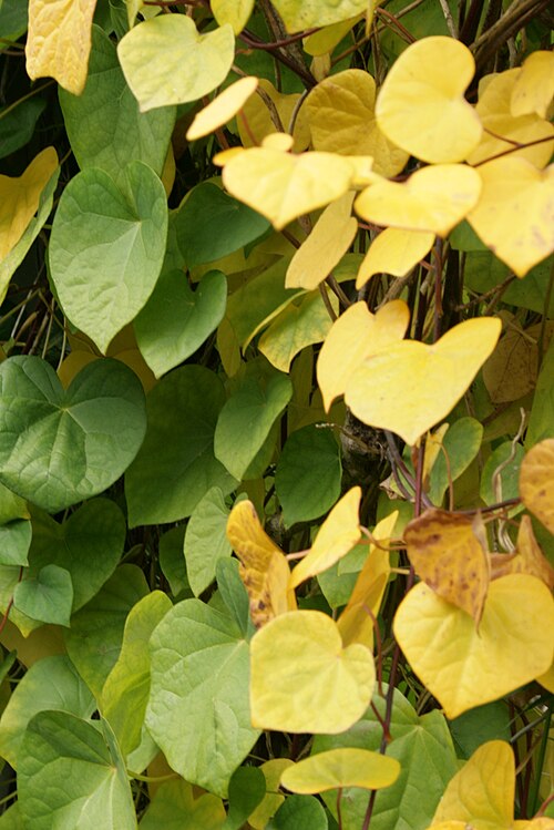 Menispermum dauricum: Menispermum dauricum : Foliage
