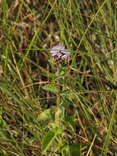 Water mint (Mentha aquatica)