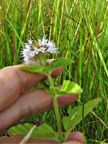 Water mint (Mentha aquatica)