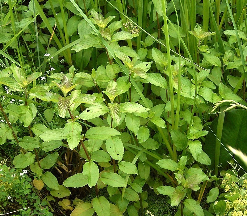 Water mint: Mentha aquatica