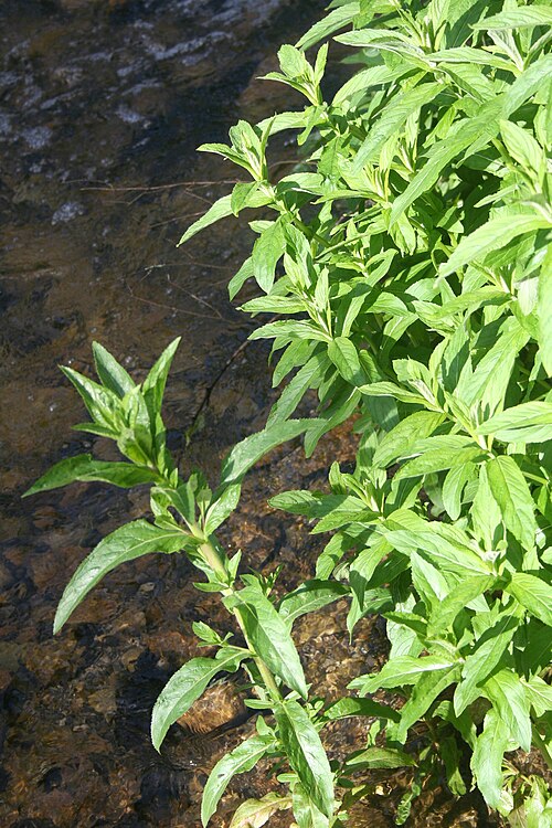 Water mint: Menthe aquatique